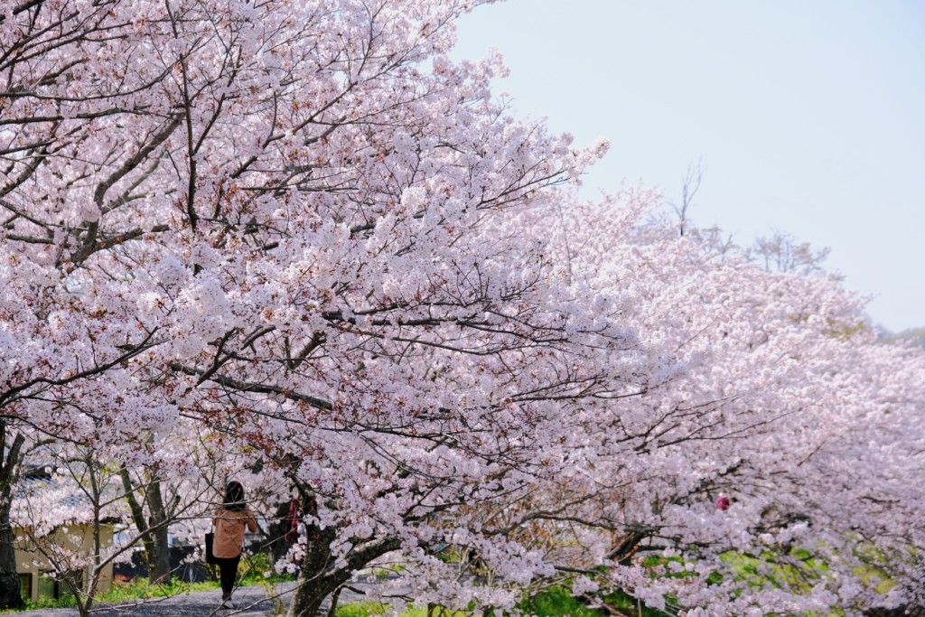井原堤の桜並木