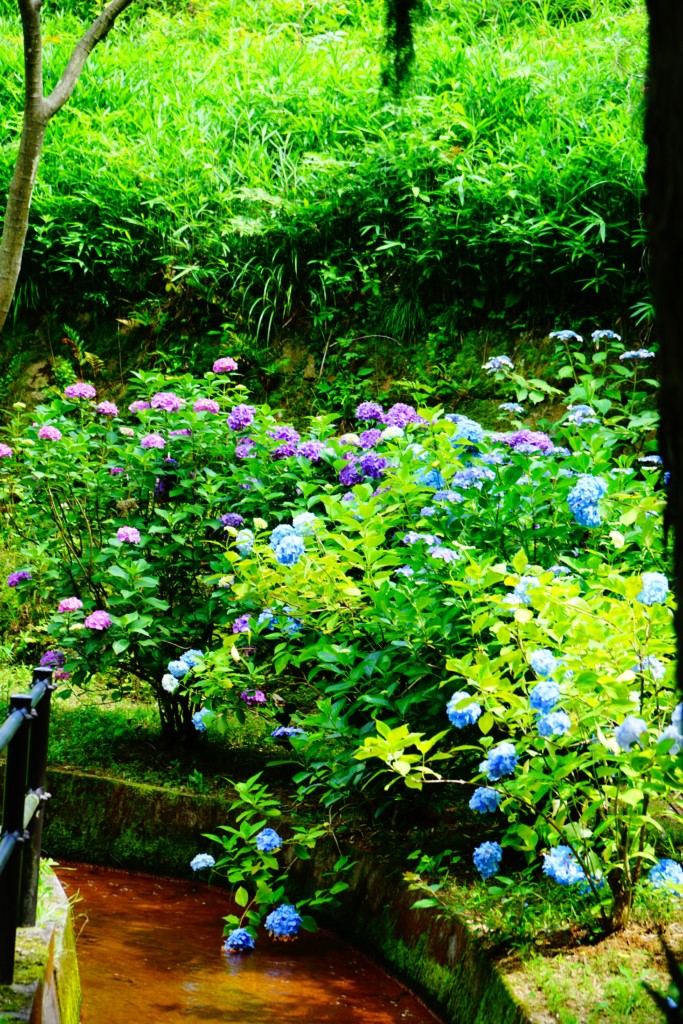 深山公園　紫陽花