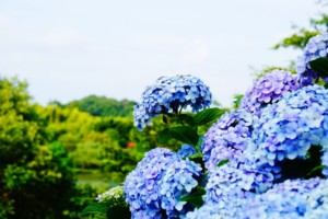 種松山公園西園地　紫陽花