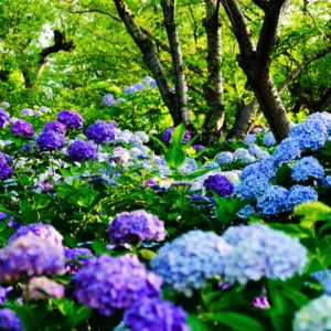 種松山公園　紫陽花