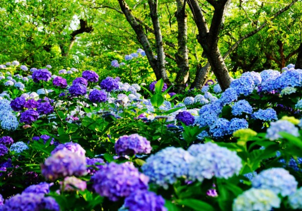 種松山公園　紫陽花