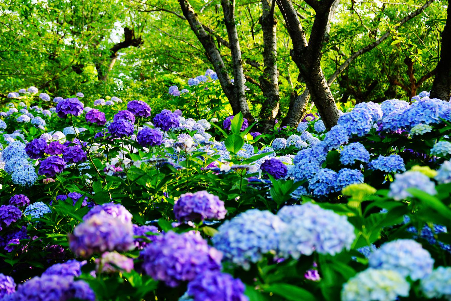 岡山の紫陽花めぐり21 梅雨時期に出会える景色 キニナッタ