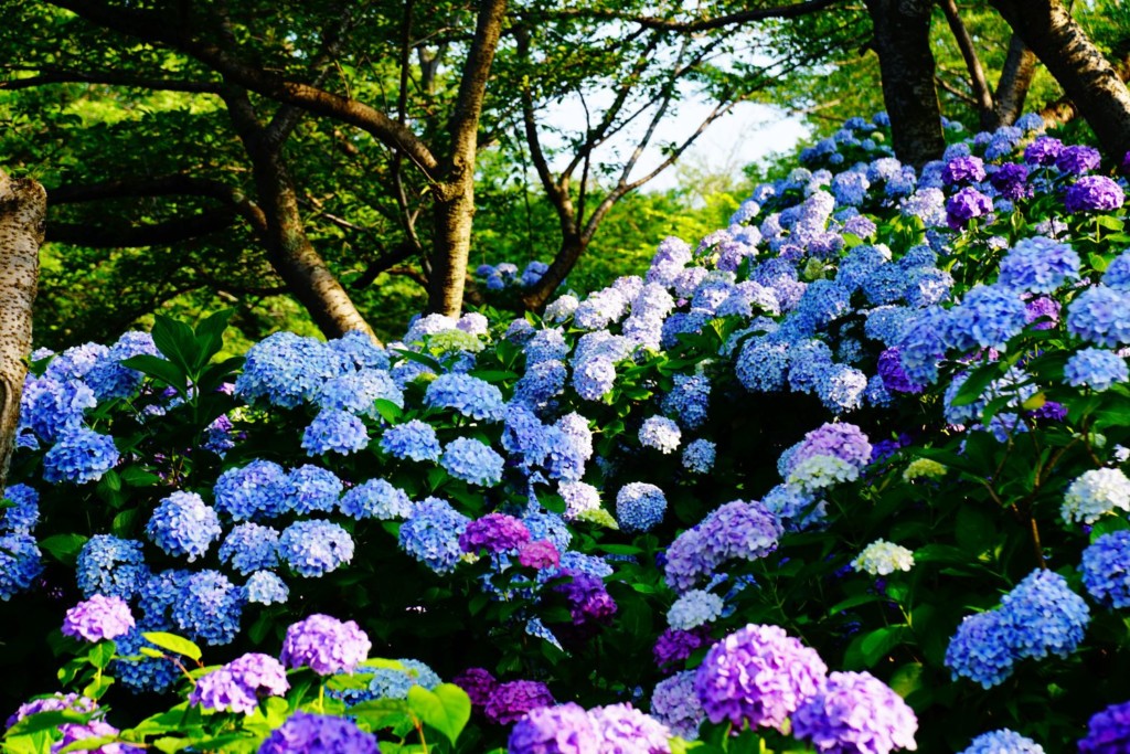 種松山公園西園地　紫陽花