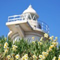 水仙が咲き誇る、笠岡諸島・六島（むしま）〜100周年を迎える白い灯台とともに