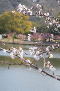 水島緑地福田公園　桜