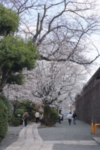 倉敷アイビースクエア 2025年 桜