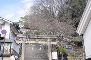 倉敷美観地区 阿智神社 2025年 桜
