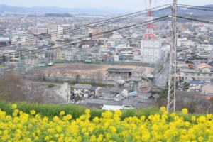 円通寺公園 2025年 桜